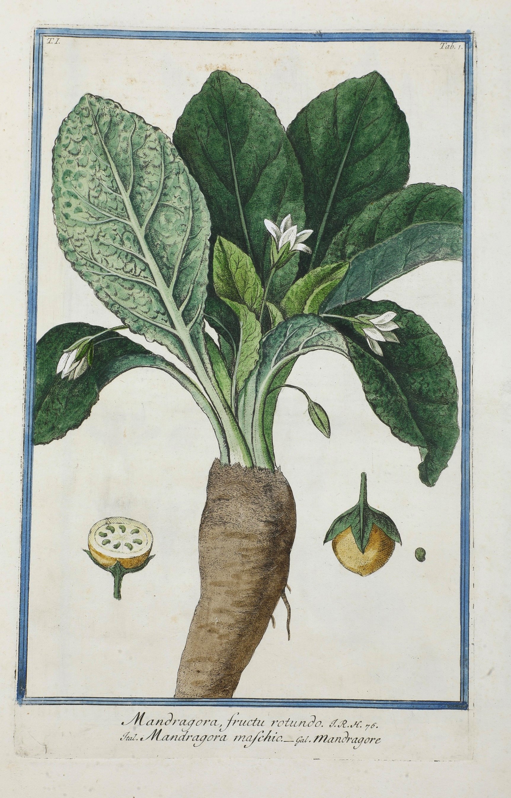 Bonelli Giorgio (1724-1803) - Martelli Niccolò (1735-1829) Hortus Romanus Iuxta Systema Tournefor...