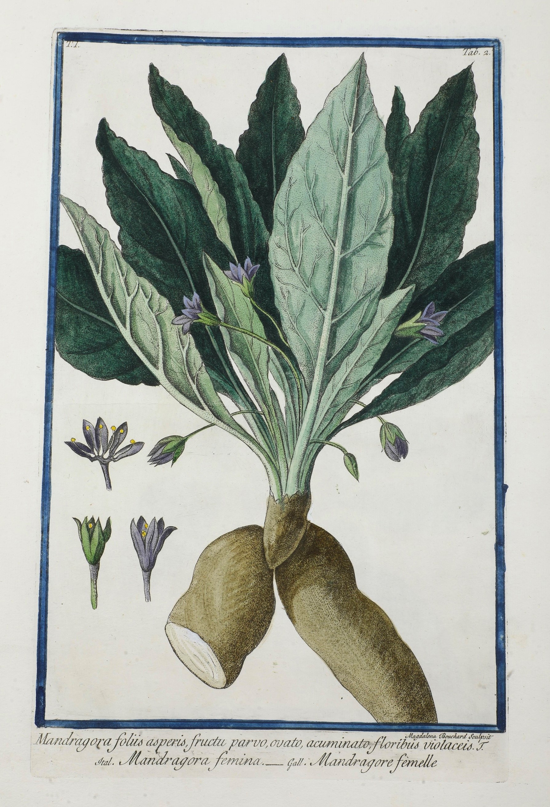 Bonelli Giorgio (1724-1803) - Martelli Niccolò (1735-1829) Hortus Romanus Iuxta Systema Tournefor...