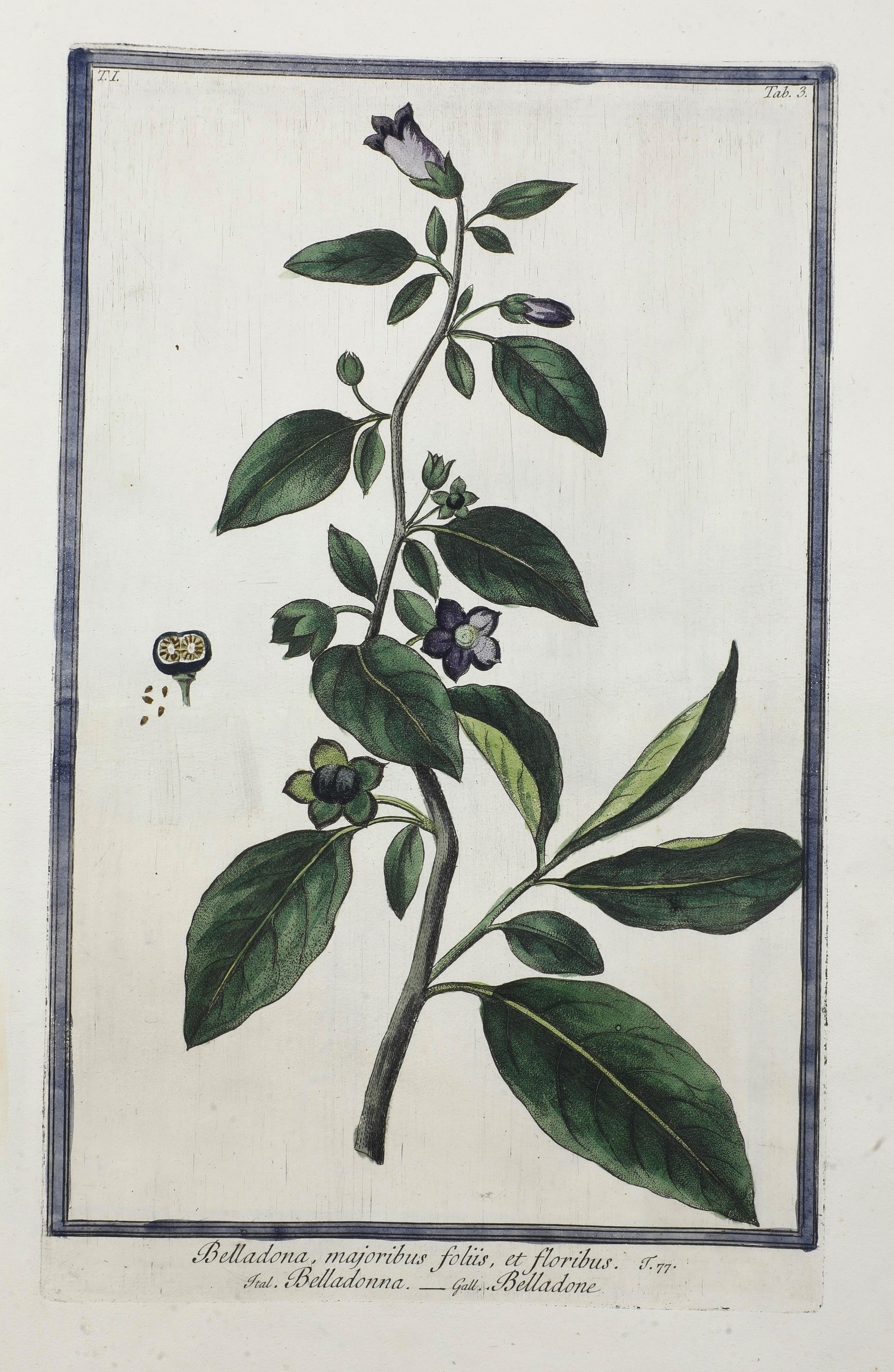 Bonelli Giorgio (1724-1803) - Martelli Niccolò (1735-1829) Hortus Romanus Iuxta Systema Tournefor...