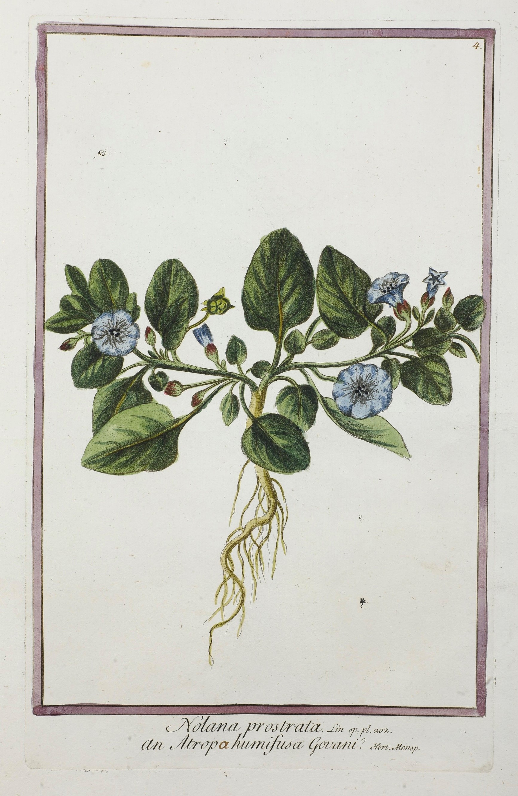 Bonelli Giorgio (1724-1803) - Martelli Niccolò (1735-1829) Hortus Romanus Iuxta Systema Tournefor...