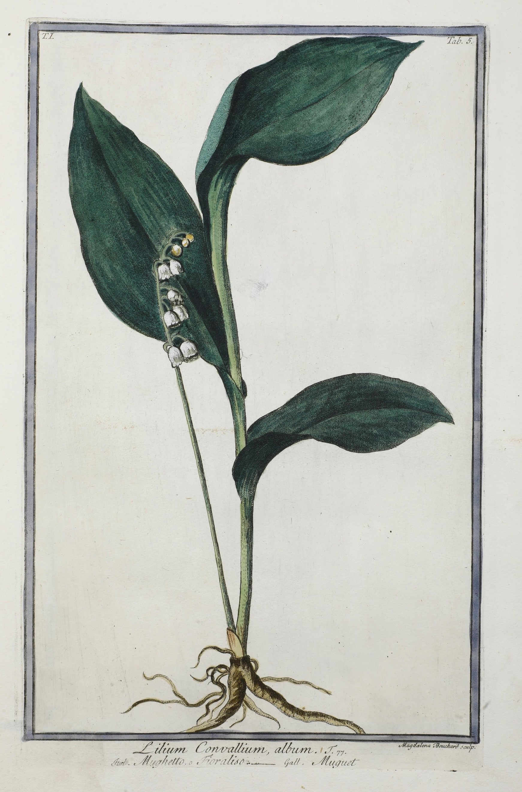 Bonelli Giorgio (1724-1803) - Martelli Niccolò (1735-1829) Hortus Romanus Iuxta Systema Tournefor...