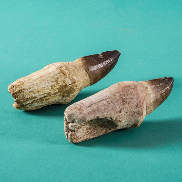 Due enormi e rari denti di Mosasauro sp. adulto (14 cm)