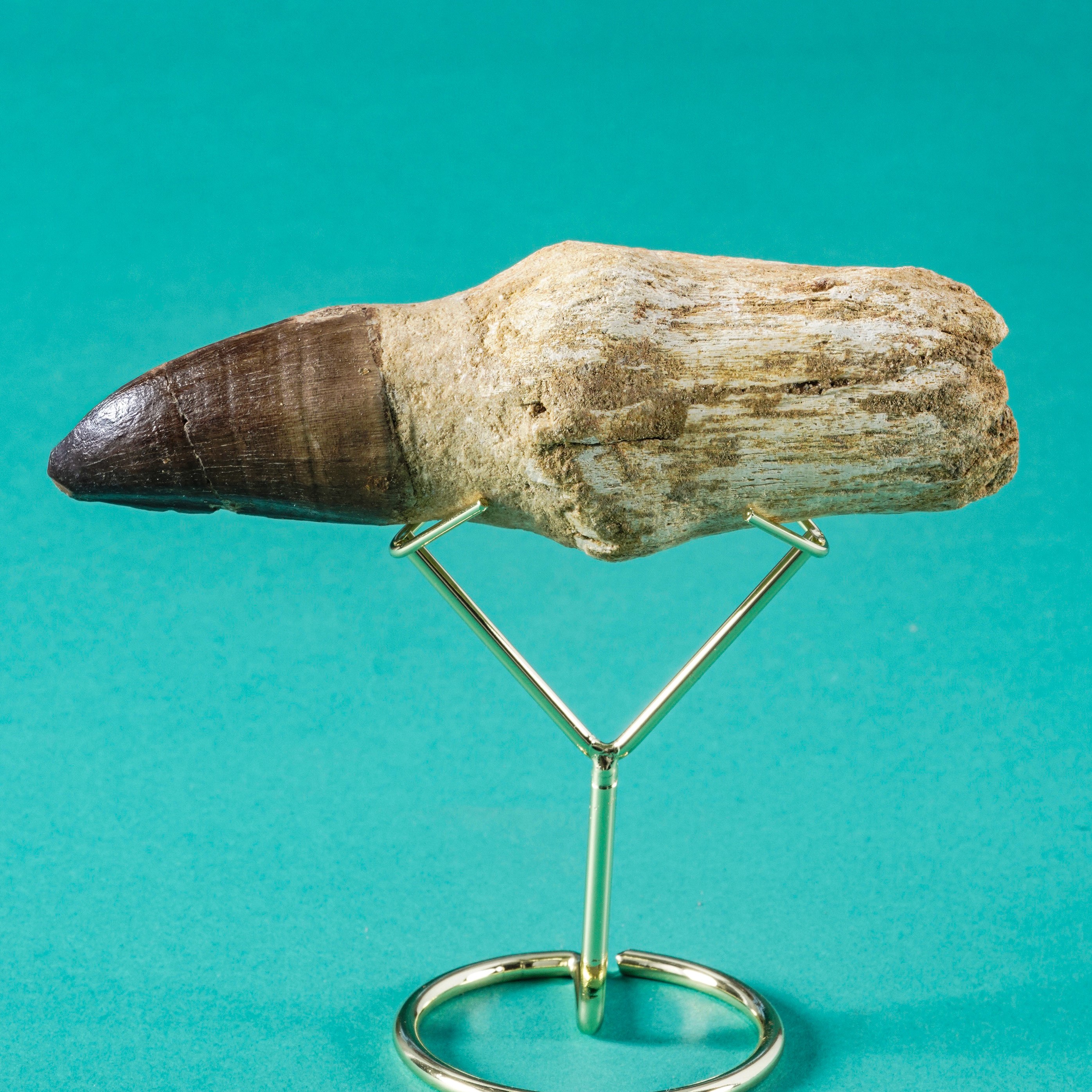 Due Enormi e Rari Denti di Mosasauro Sp. Adulto (14 CM)
