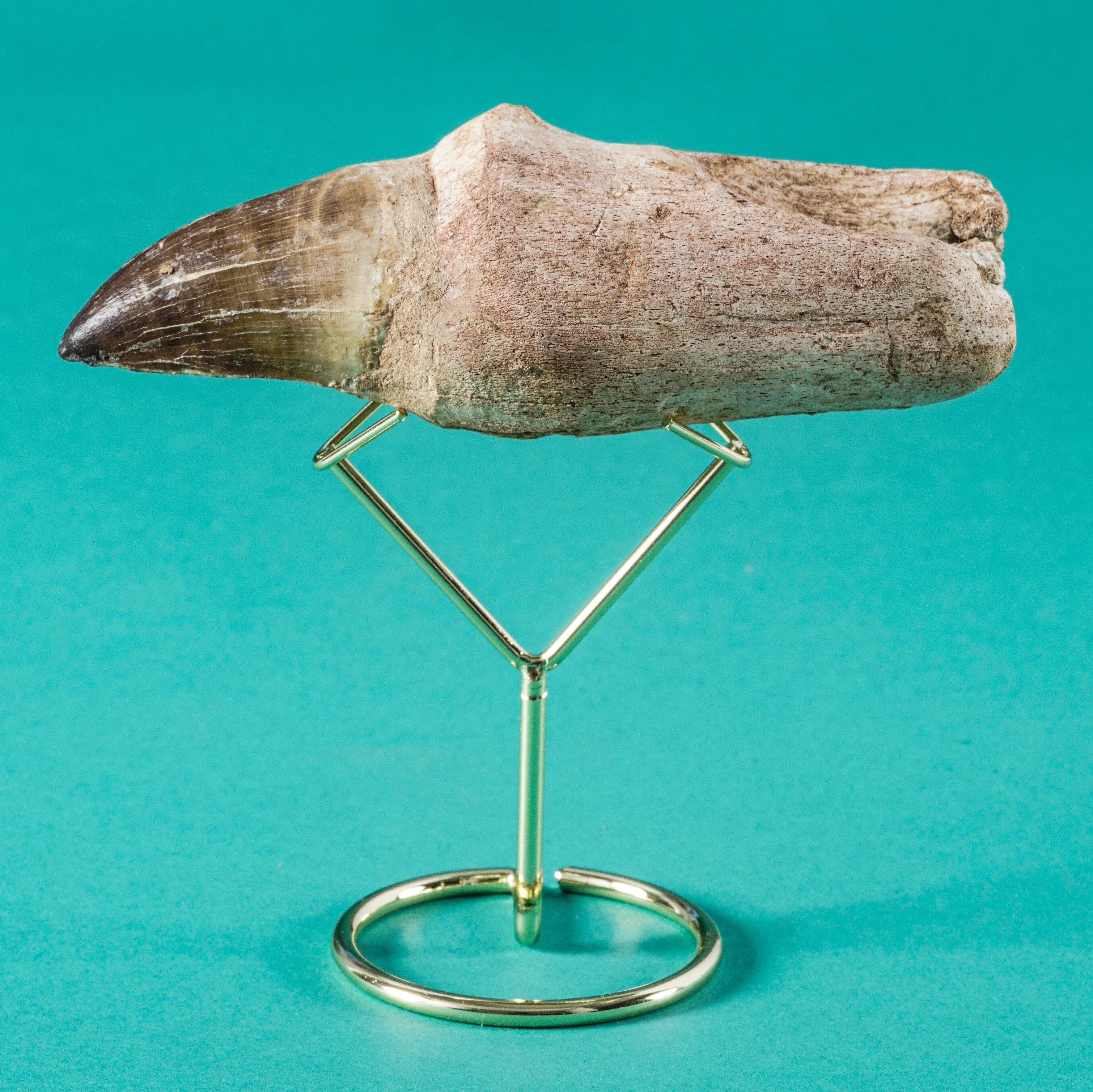 Due Enormi e Rari Denti di Mosasauro Sp. Adulto (14 CM)