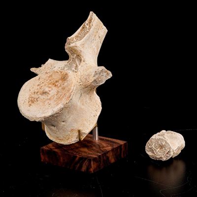 Grande Vertebra di Mosasauro Sp. con Pezzi di Costole