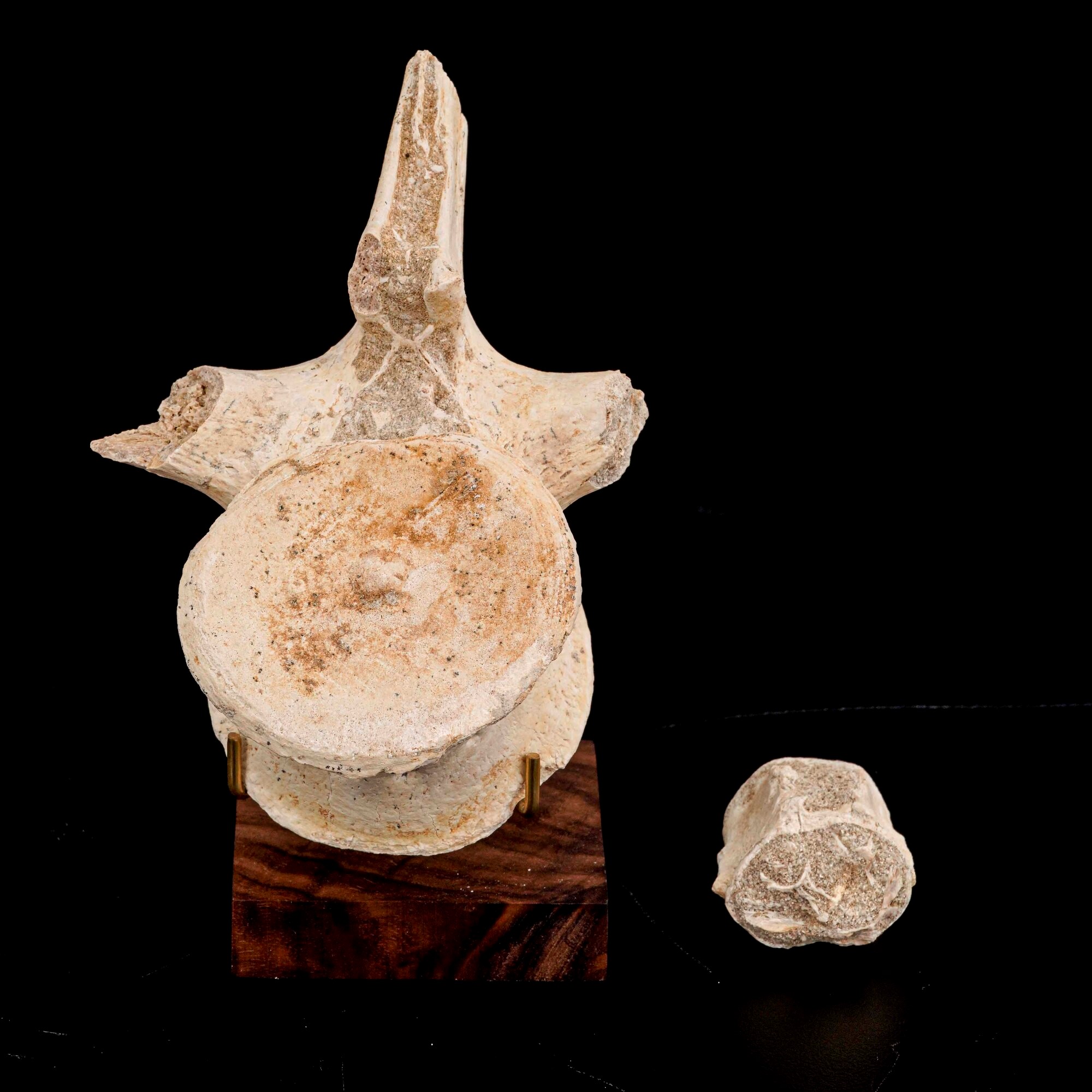 Grande Vertebra di Mosasauro Sp. con Pezzi di Costole