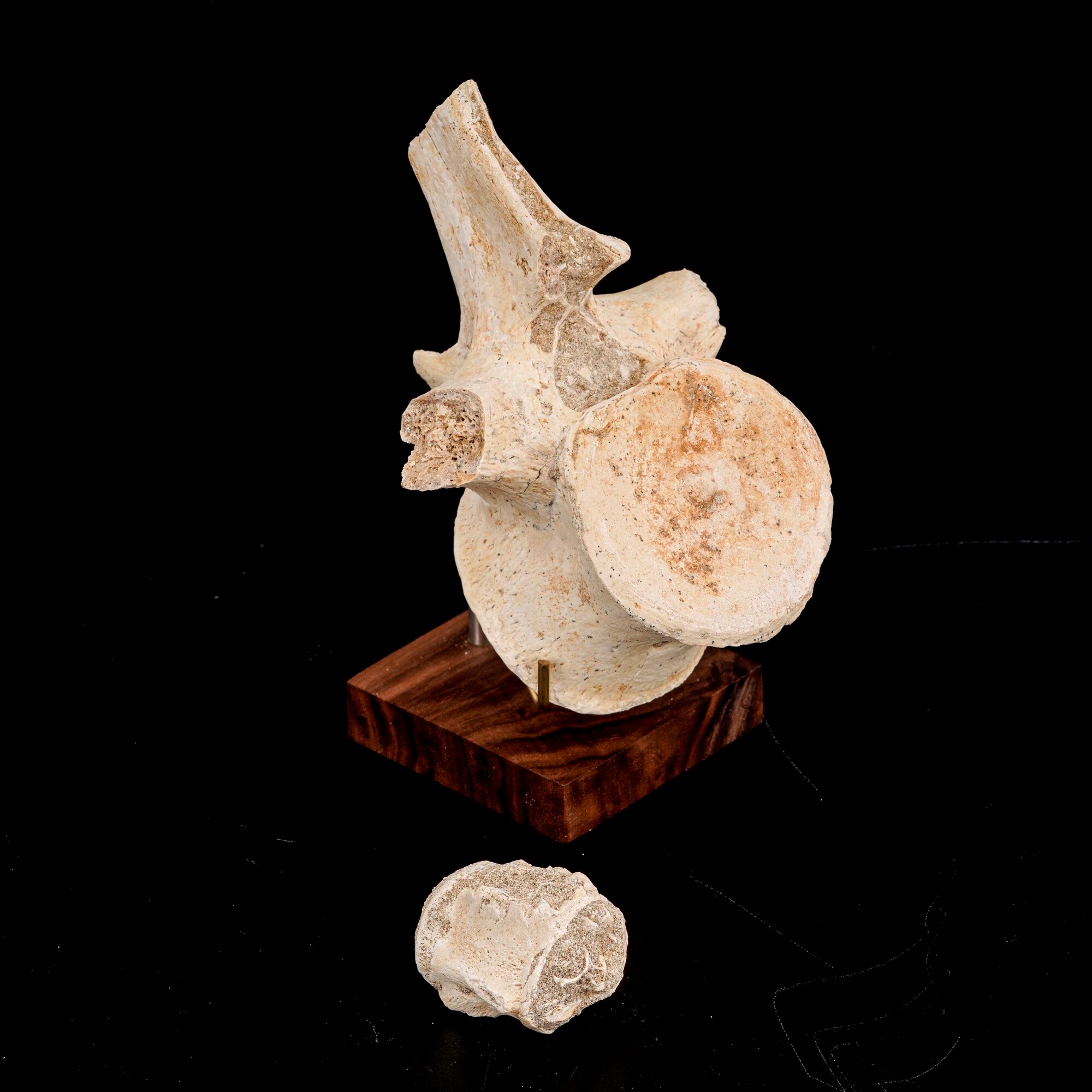Grande Vertebra di Mosasauro Sp. con Pezzi di Costole