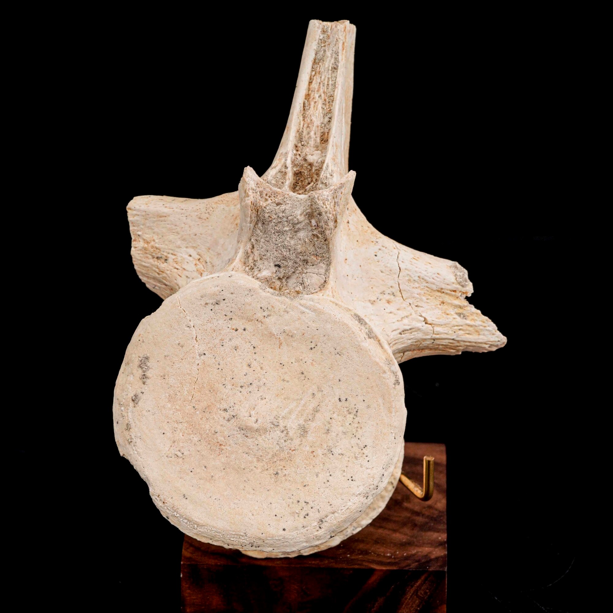 Grande Vertebra di Mosasauro Sp. con Pezzi di Costole