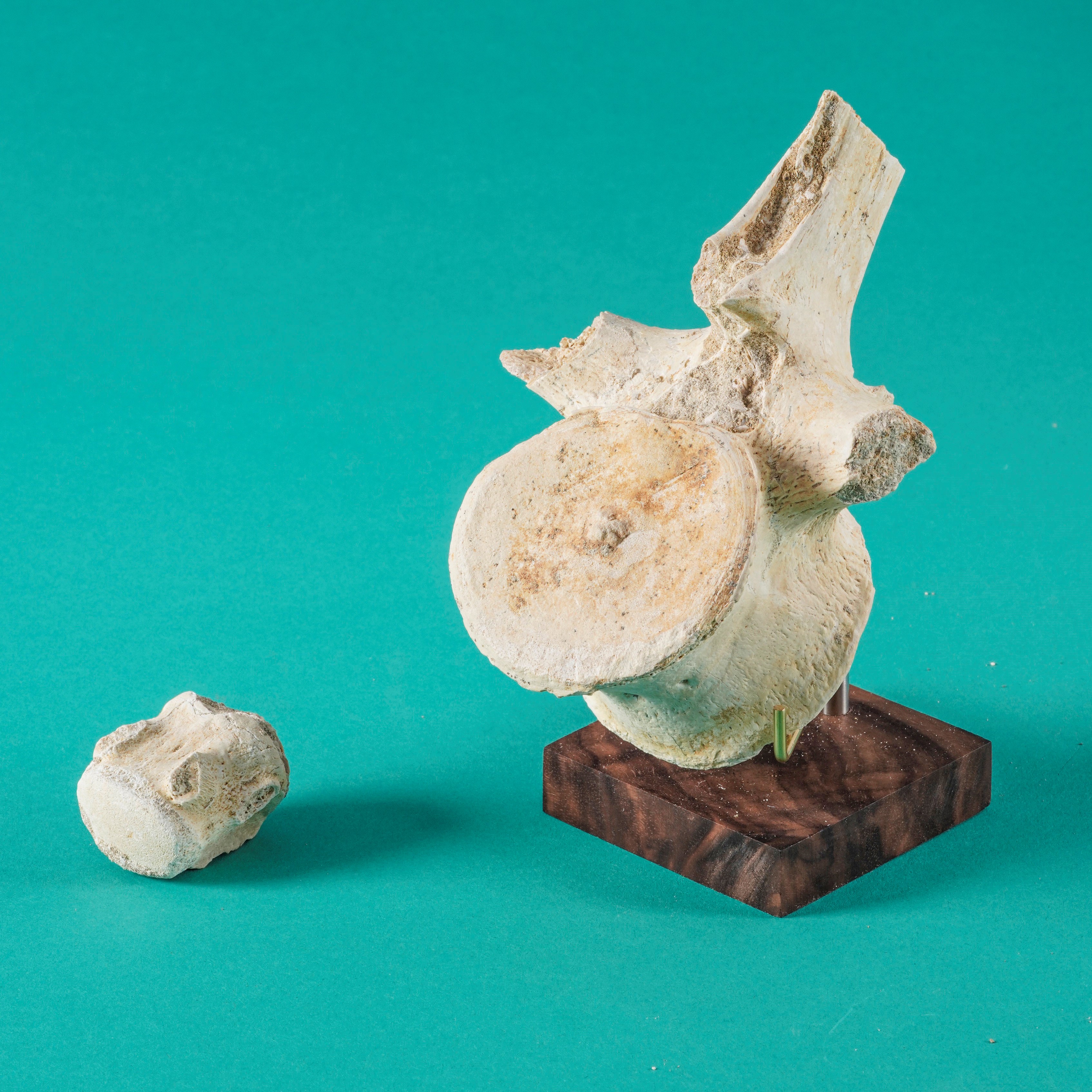 Grande Vertebra di Mosasauro Sp. con Pezzi di Costole