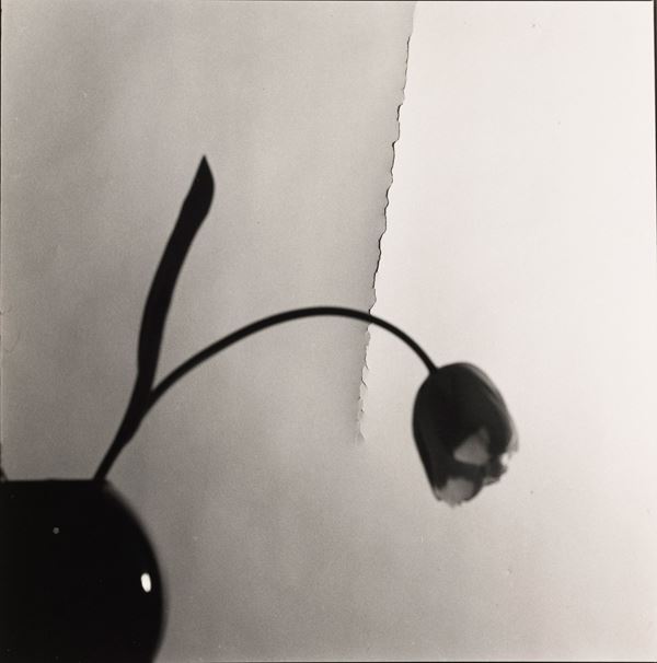 La tulipa de l’esqueio