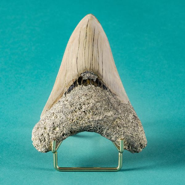 Imponente dente di Megalodonte sp. Carcharocles megalodon