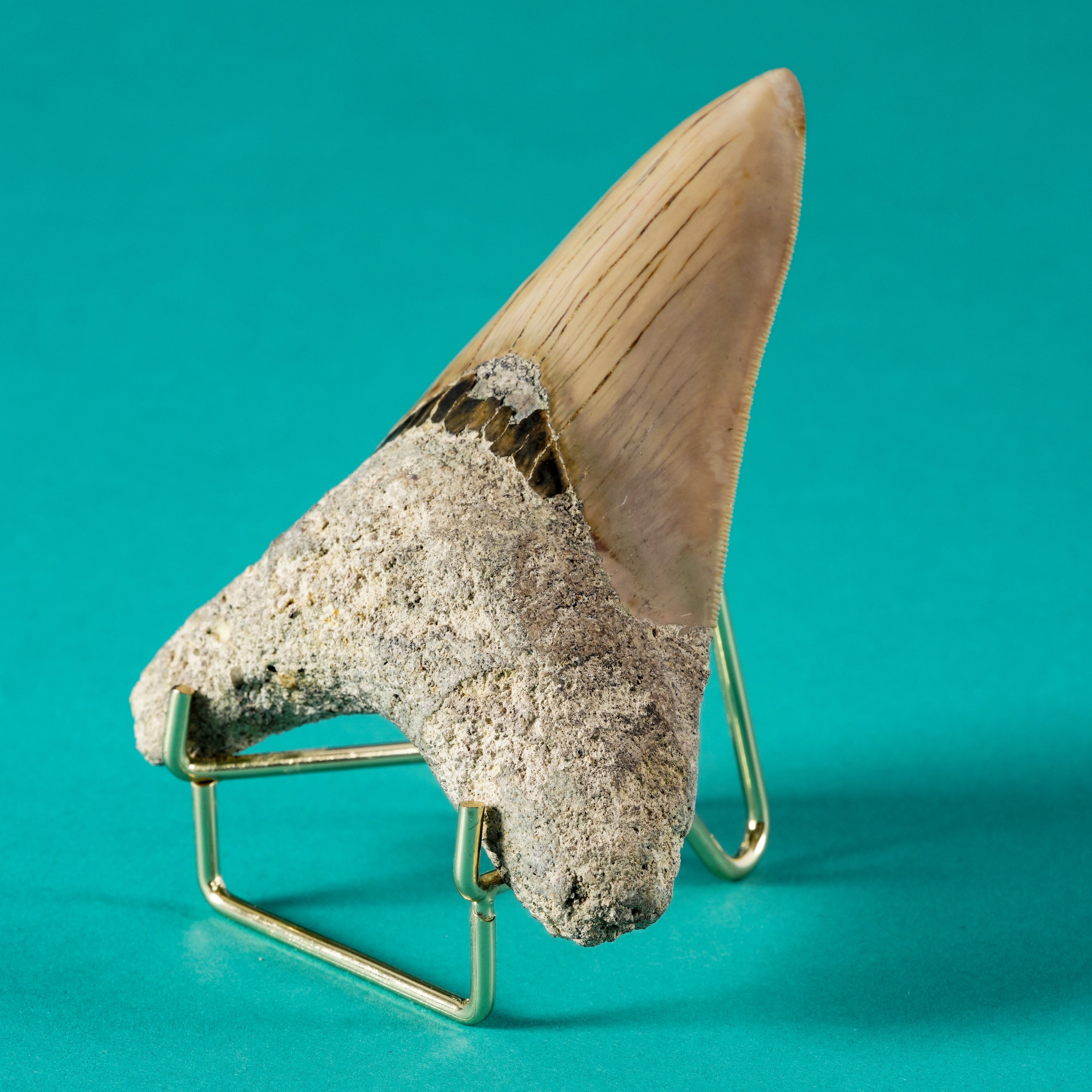 Imponente Dente di Megalodonte Sp.carcharocles Megalodon