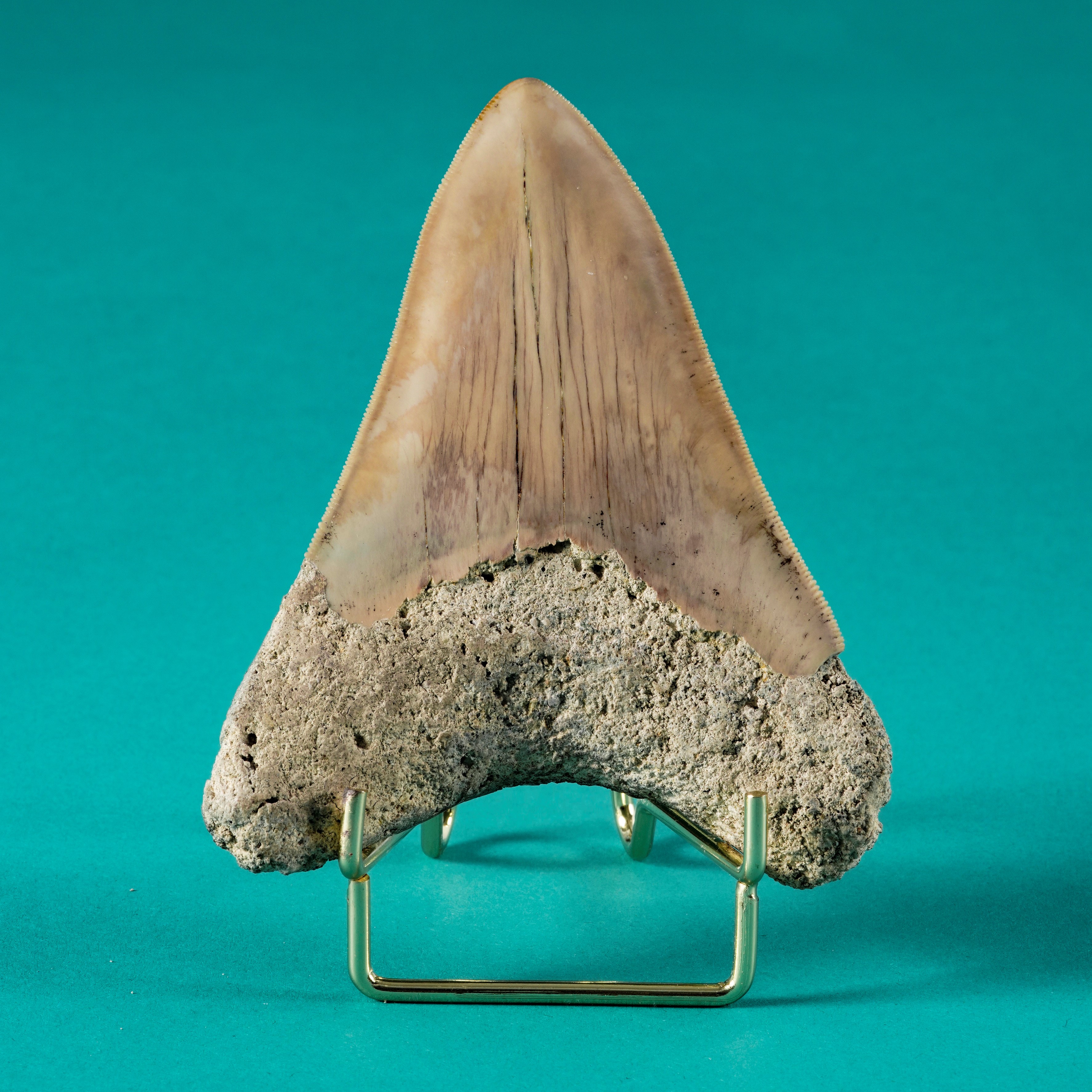 Imponente Dente di Megalodonte Sp.carcharocles Megalodon