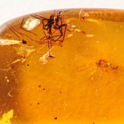 Ambra Birmana (myanmar) con Inclusioni di Nematocera (sottordine di Insetti Ditteri Caratterizzat...