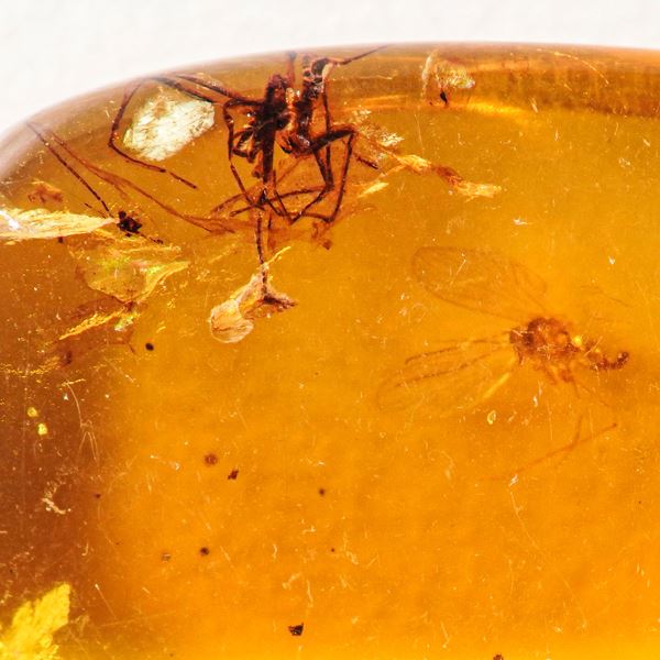 Ambra birmana (Myanmar) con inclusioni di Nematocera (Sottordine di insetti ditteri caratterizzati da antenne lunghe, a molti articoli, larve con capo bene sviluppato, e pupe libere; vi appartengono zanzare, pappataci, simulidi)