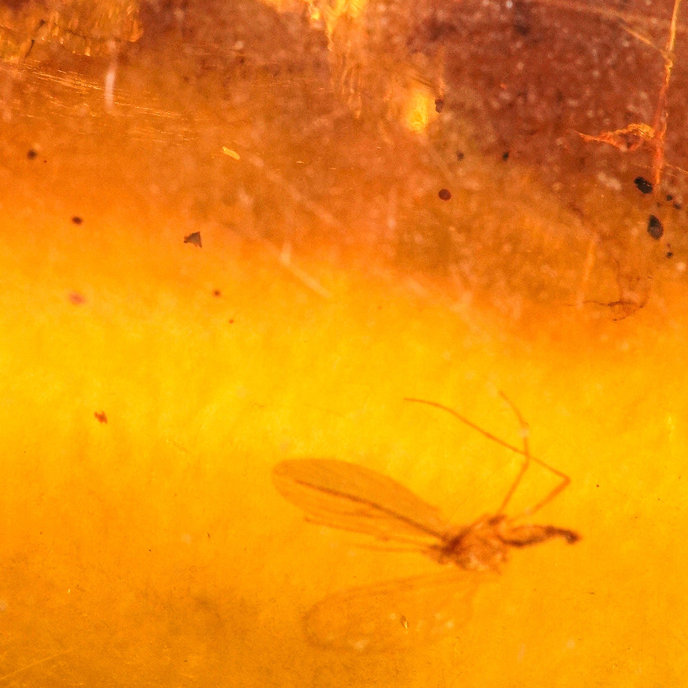 Ambra Birmana (myanmar) con Inclusioni di Nematocera (sottordine di Insetti Ditteri Caratterizzat...