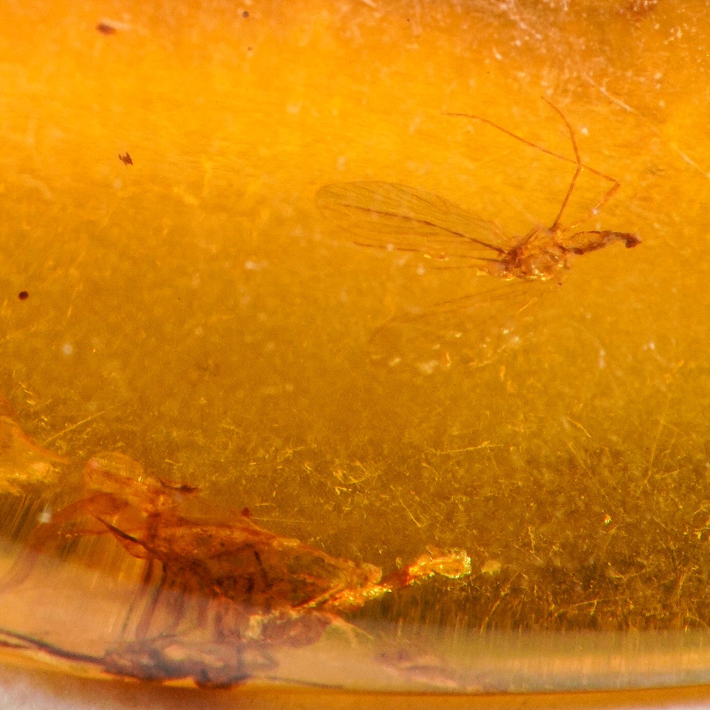 Ambra Birmana (myanmar) con Inclusioni di Nematocera (sottordine di Insetti Ditteri Caratterizzat...