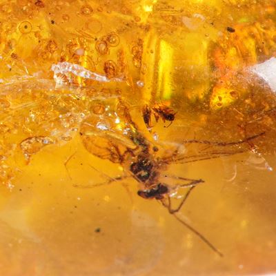 Ambra Birmana (myanmar), con Inclusioni di Brachycera (moscerini) e Altri Piccoli Organismi