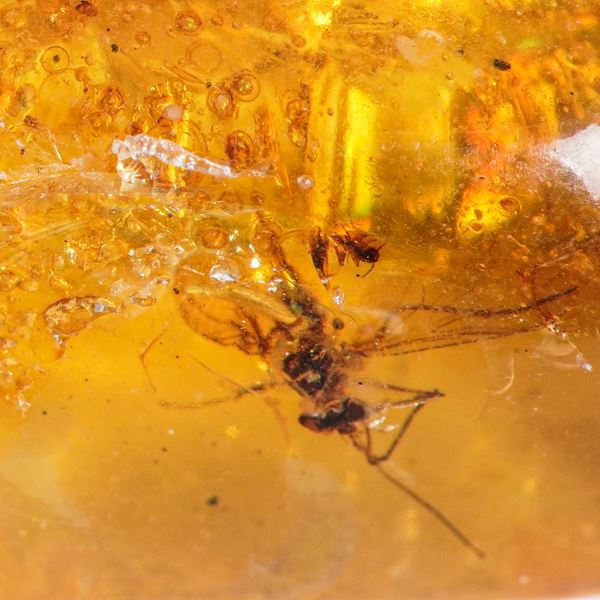 Ambra Birmana (Myanmar), con inclusioni di Brachycera (Moscerini) e altri piccoli organismi