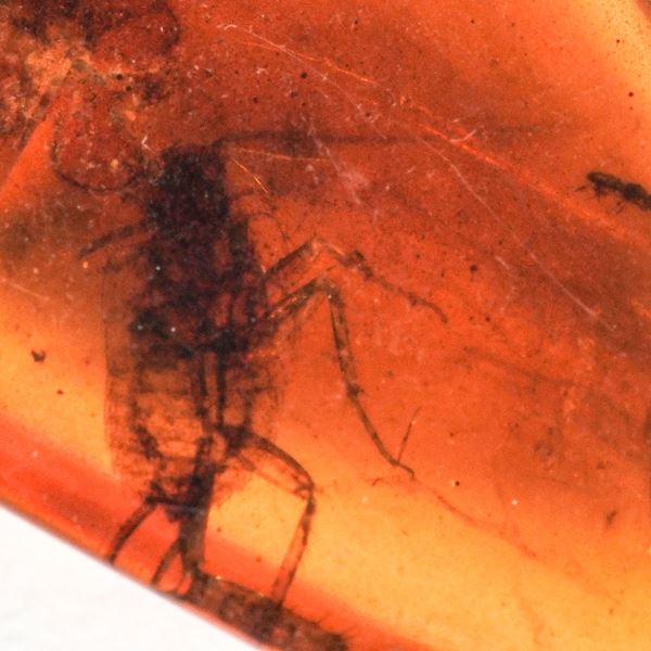 Ambra Birmana (Myanmar), con inclusioni di Blattodea (Scarafaggio) e altri piccoli organismi