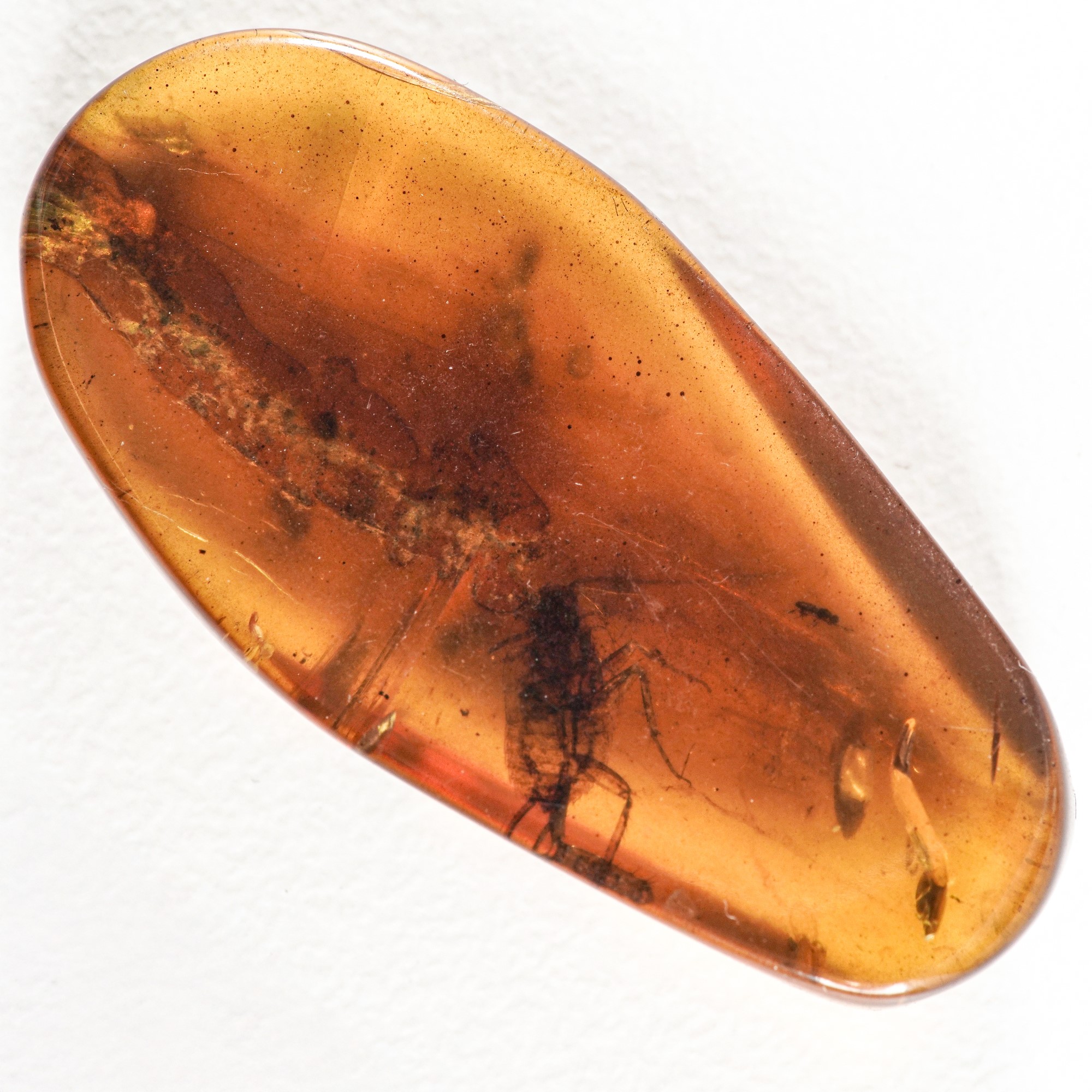Ambra Birmana (myanmar), con Inclusioni di Blattodea (scarafaggio) e Altri Piccoli Organismi