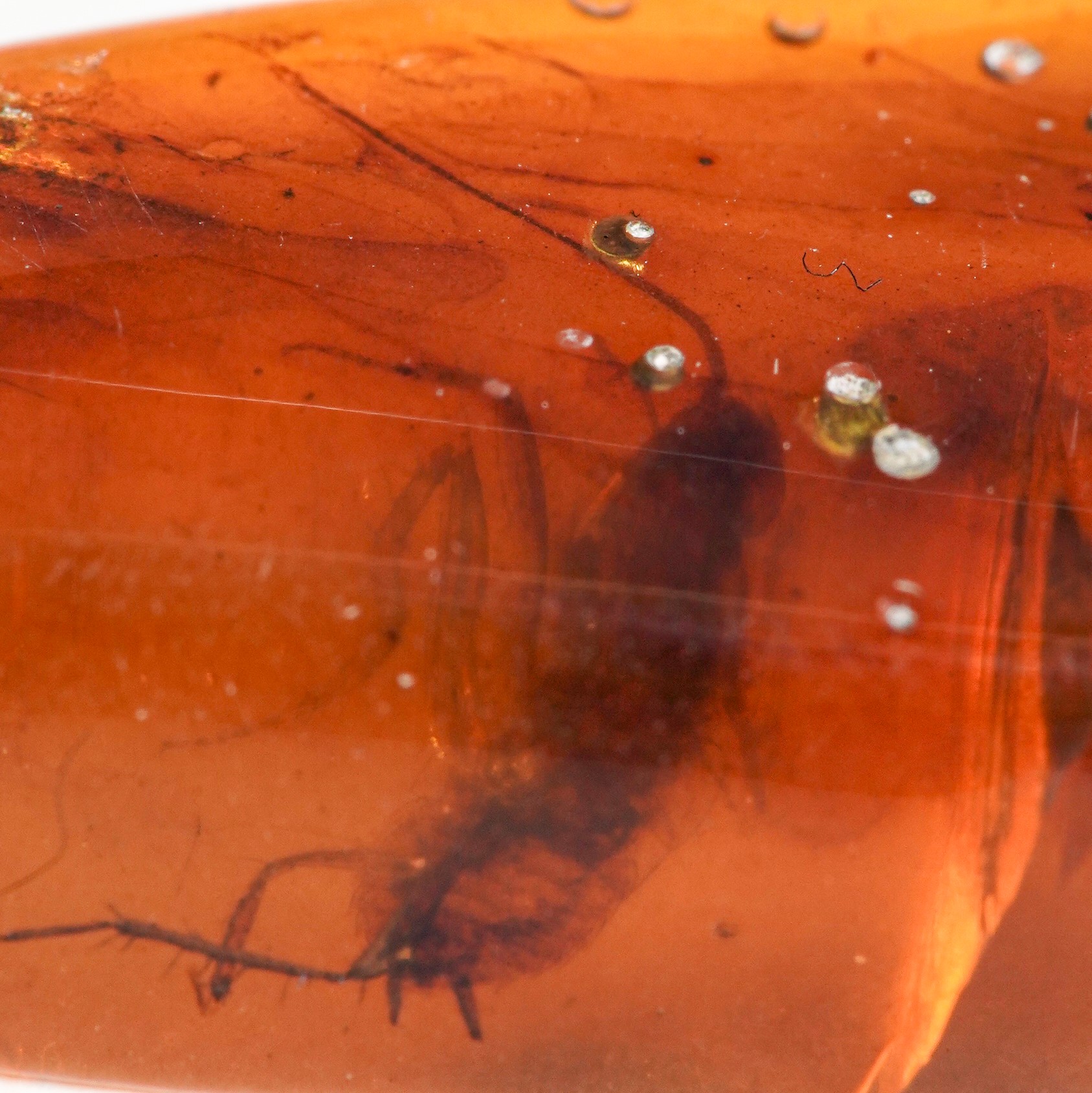 Ambra Birmana (myanmar), con Inclusioni di Blattodea (scarafaggio) e Altri Piccoli Organismi