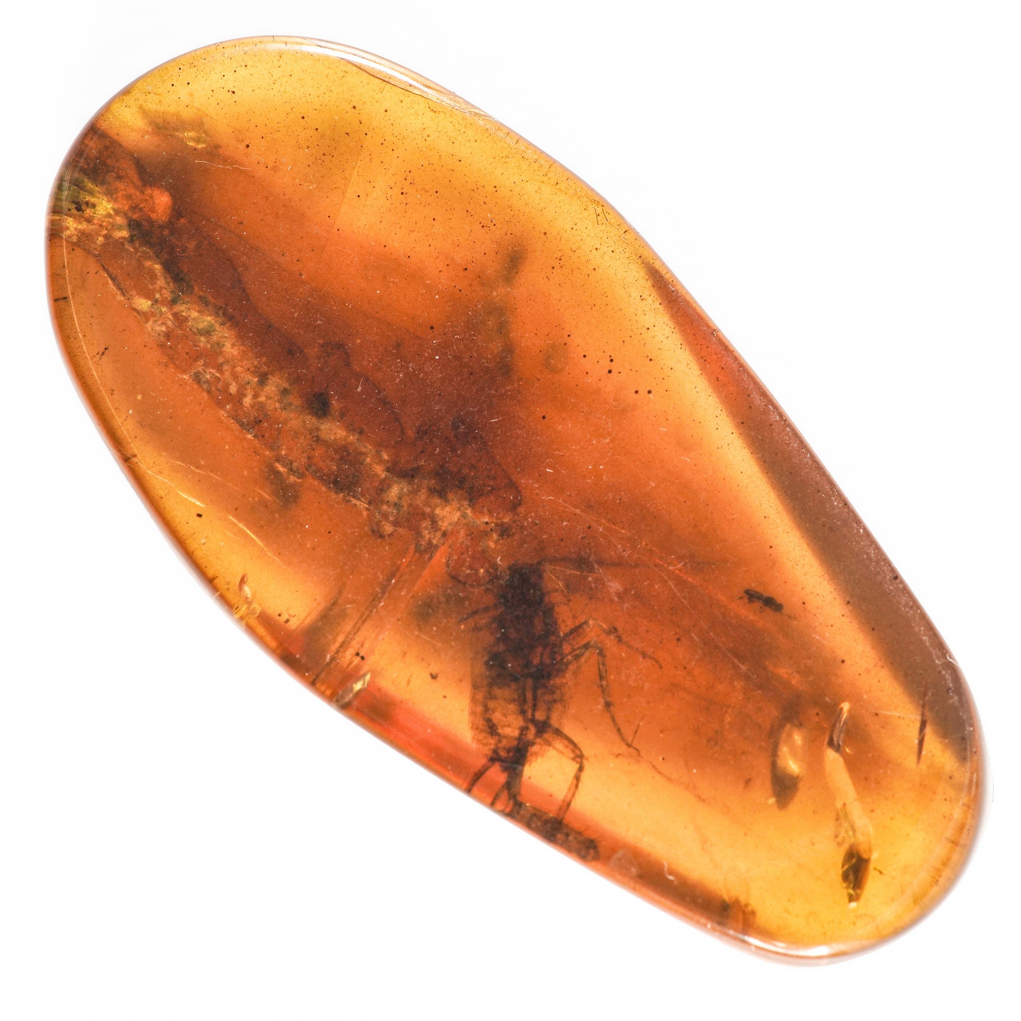 Ambra Birmana (myanmar), con Inclusioni di Blattodea (scarafaggio) e Altri Piccoli Organismi