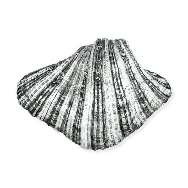 Etichetta a scudo Maison Mario Buccellati. Italia XX-XXI secolo Conchiglia ricoperta in argento