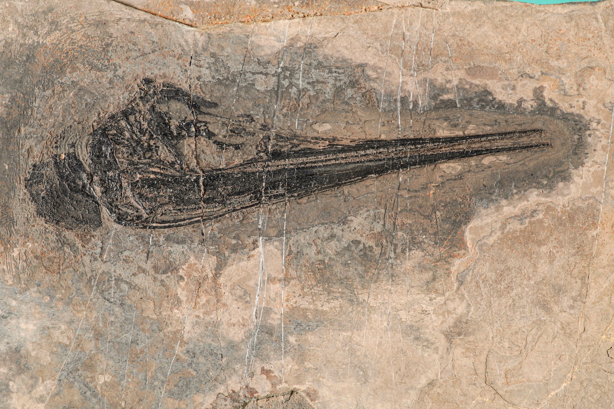 Straordinaria Lastra con Testa di Saurichthys Sp.
