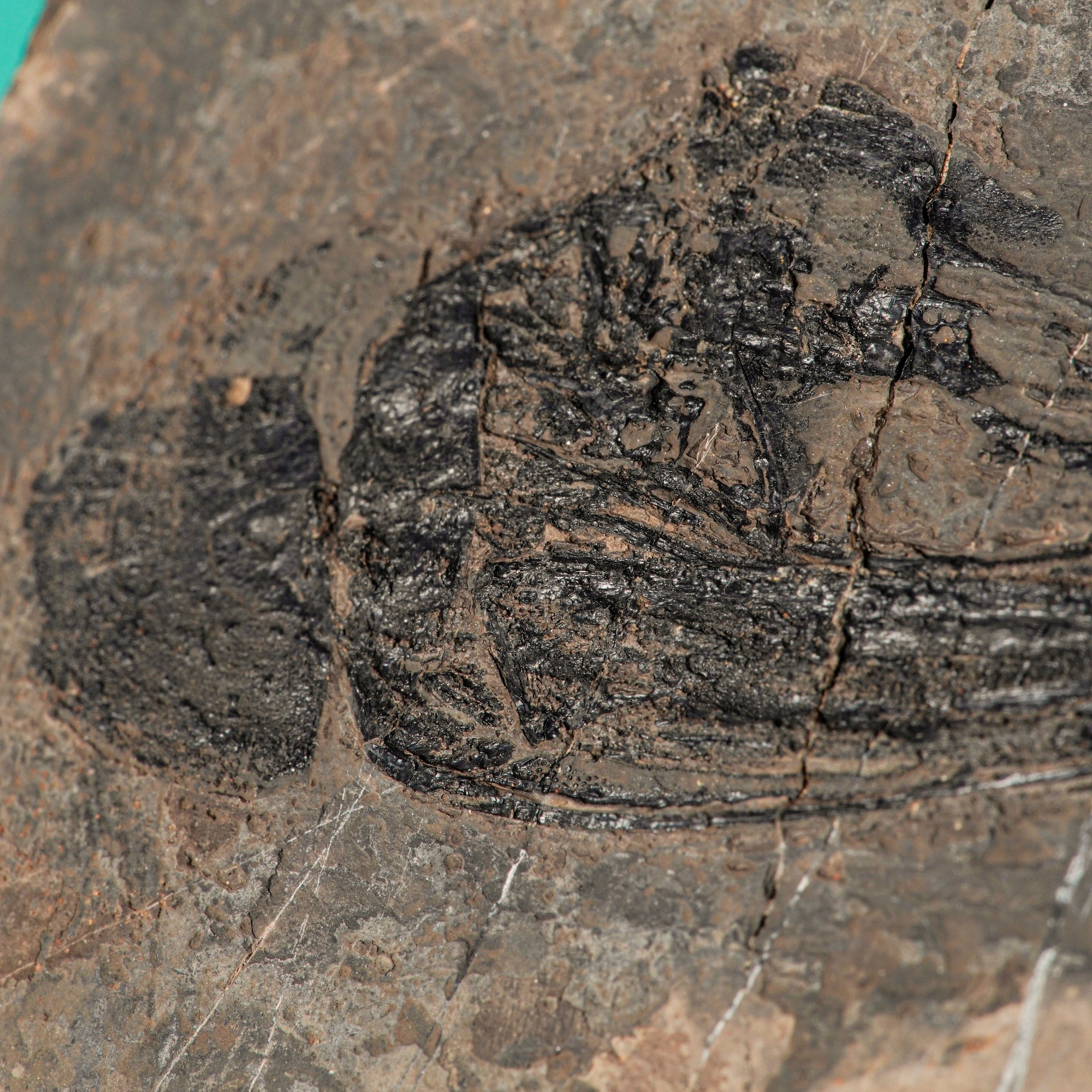 Straordinaria Lastra con Testa di Saurichthys Sp.