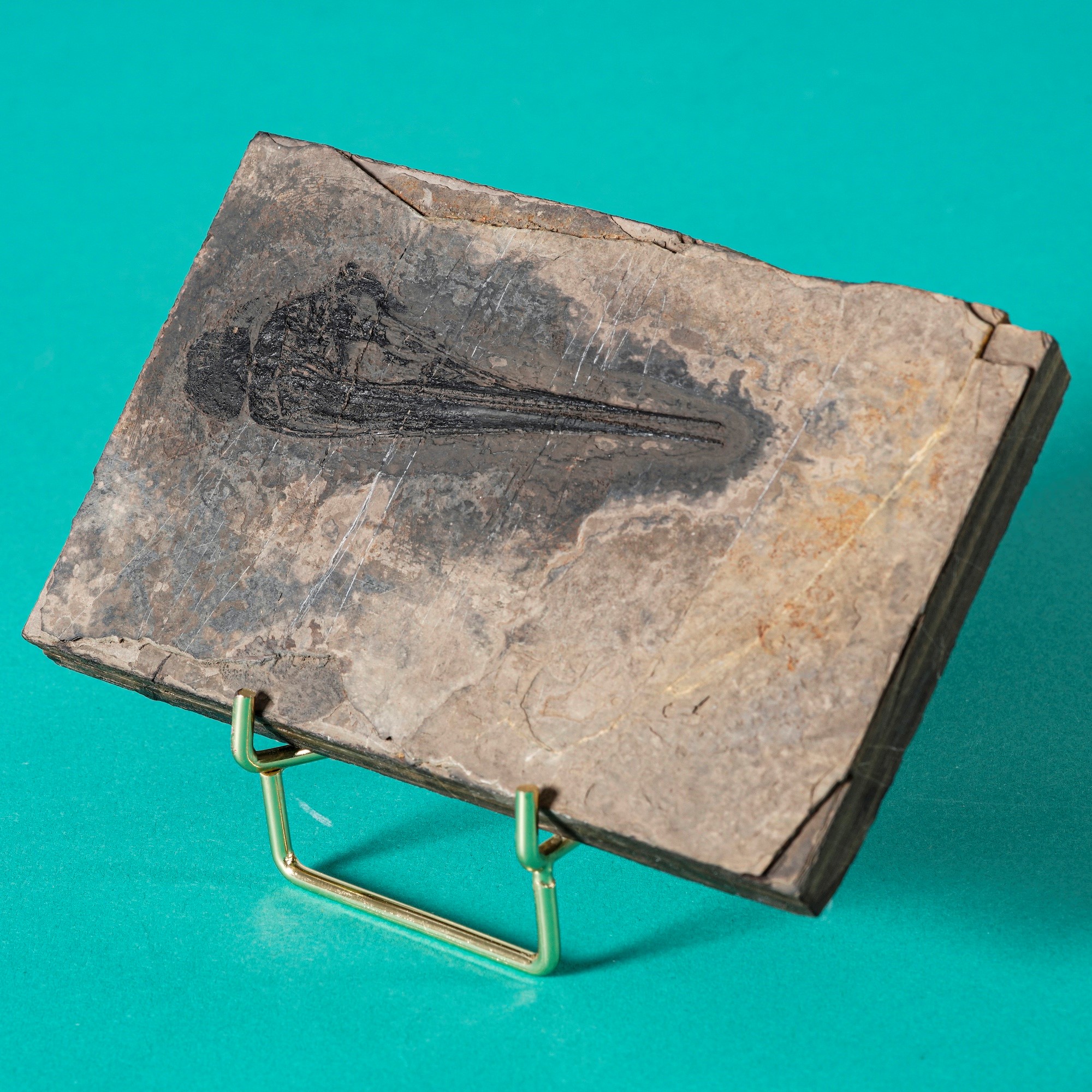 Straordinaria Lastra con Testa di Saurichthys Sp.