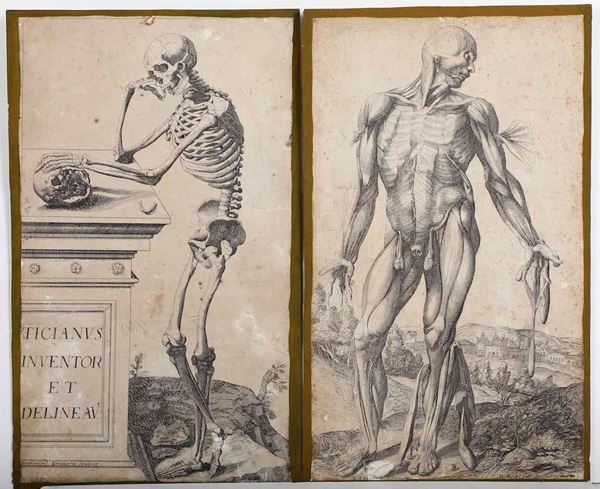 Incisioni-anatomia.