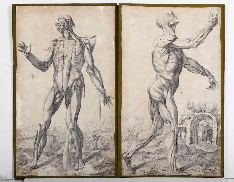 Incisioni-anatomia.