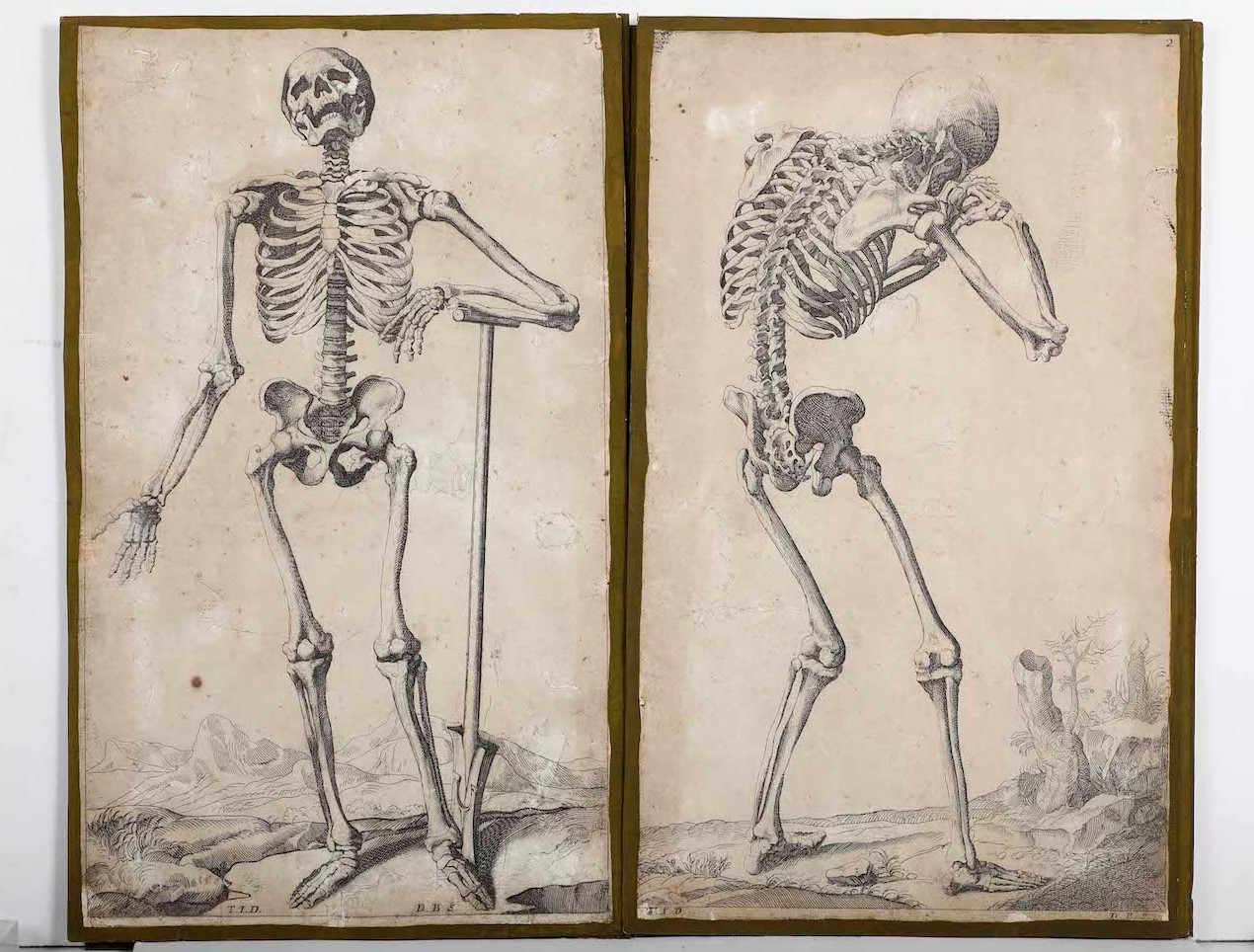 Incisioni-anatomia.