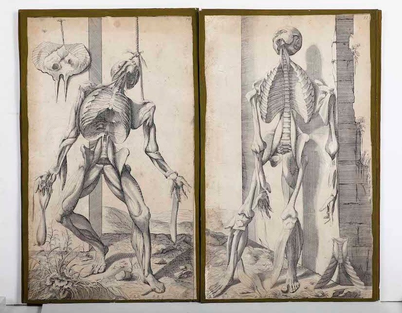 Incisioni-anatomia.