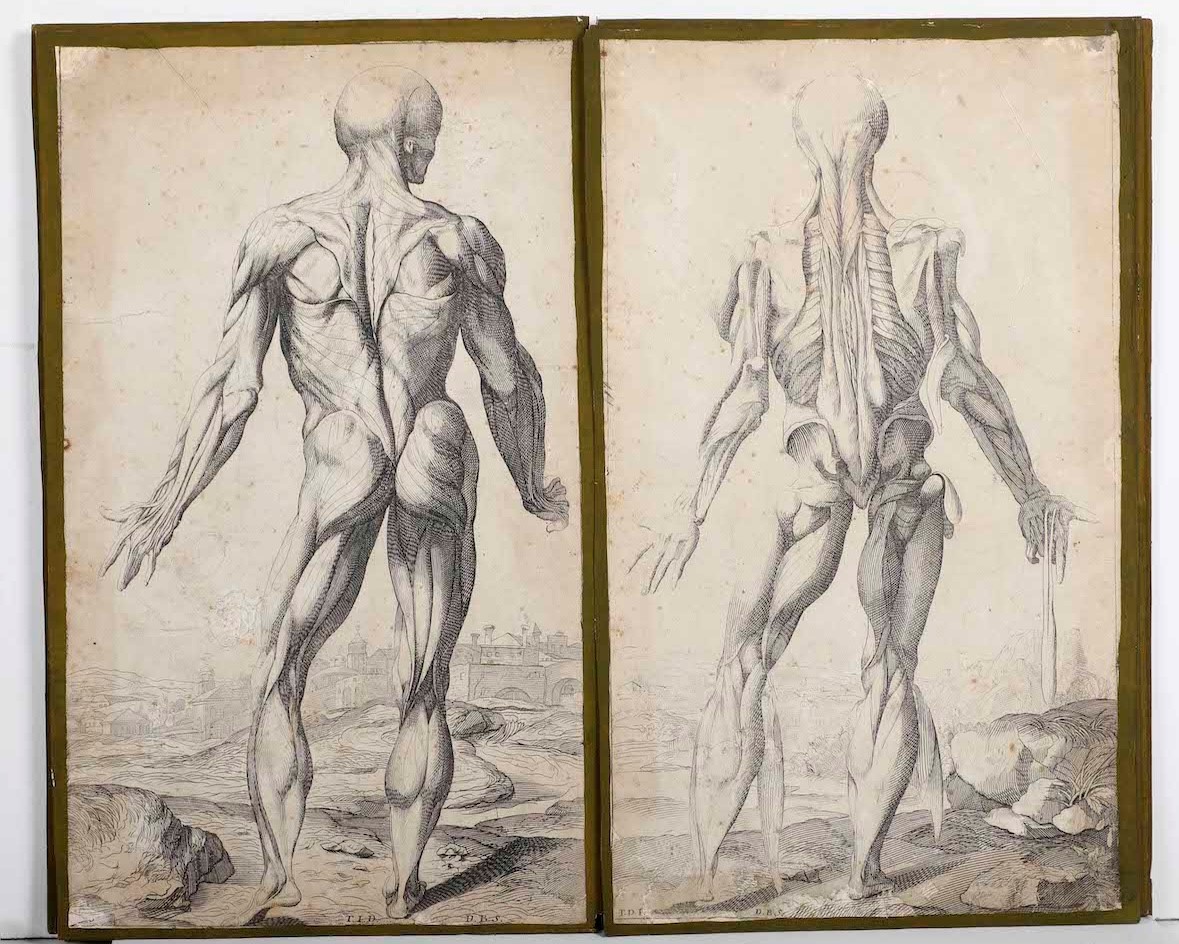 Incisioni-anatomia.