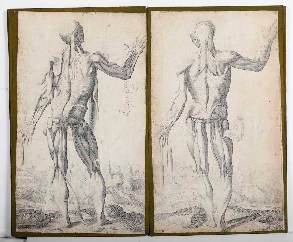 Incisioni-anatomia.