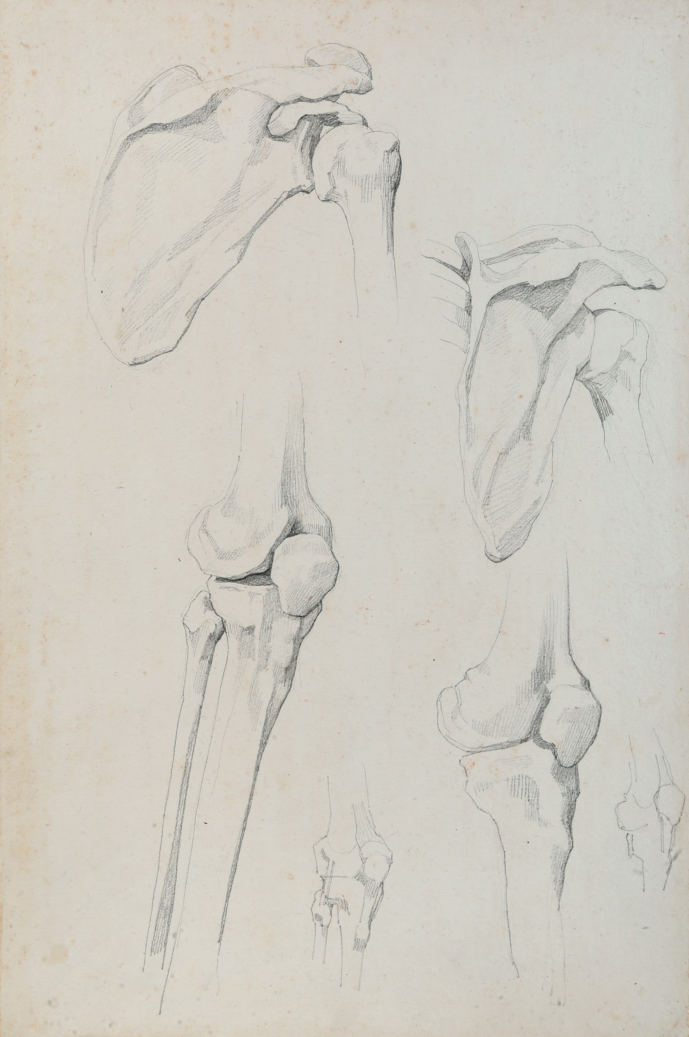 Vincenzo Camuccini - Studi di Anatomia dal Vero - Scheletro