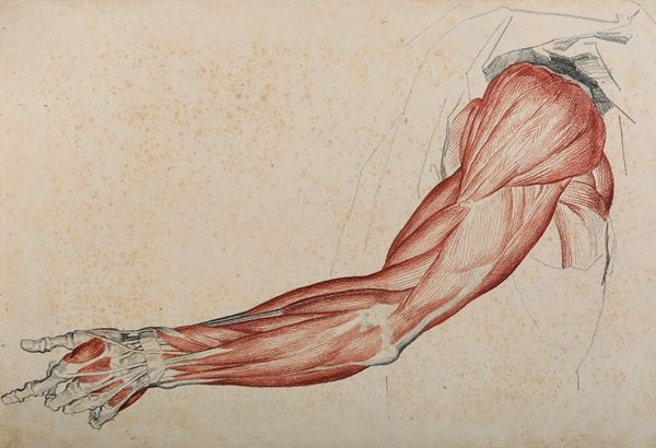 Vincenzo Camuccini - Studi di anatomia dal vero - braccio