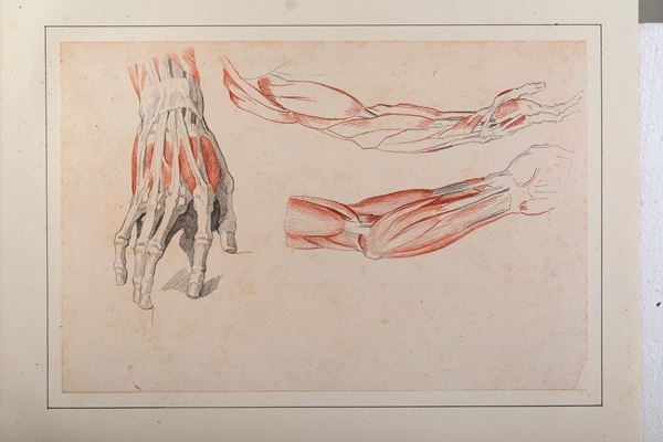 Vincenzo Camuccini - Studi di anatomia dal vero - mano