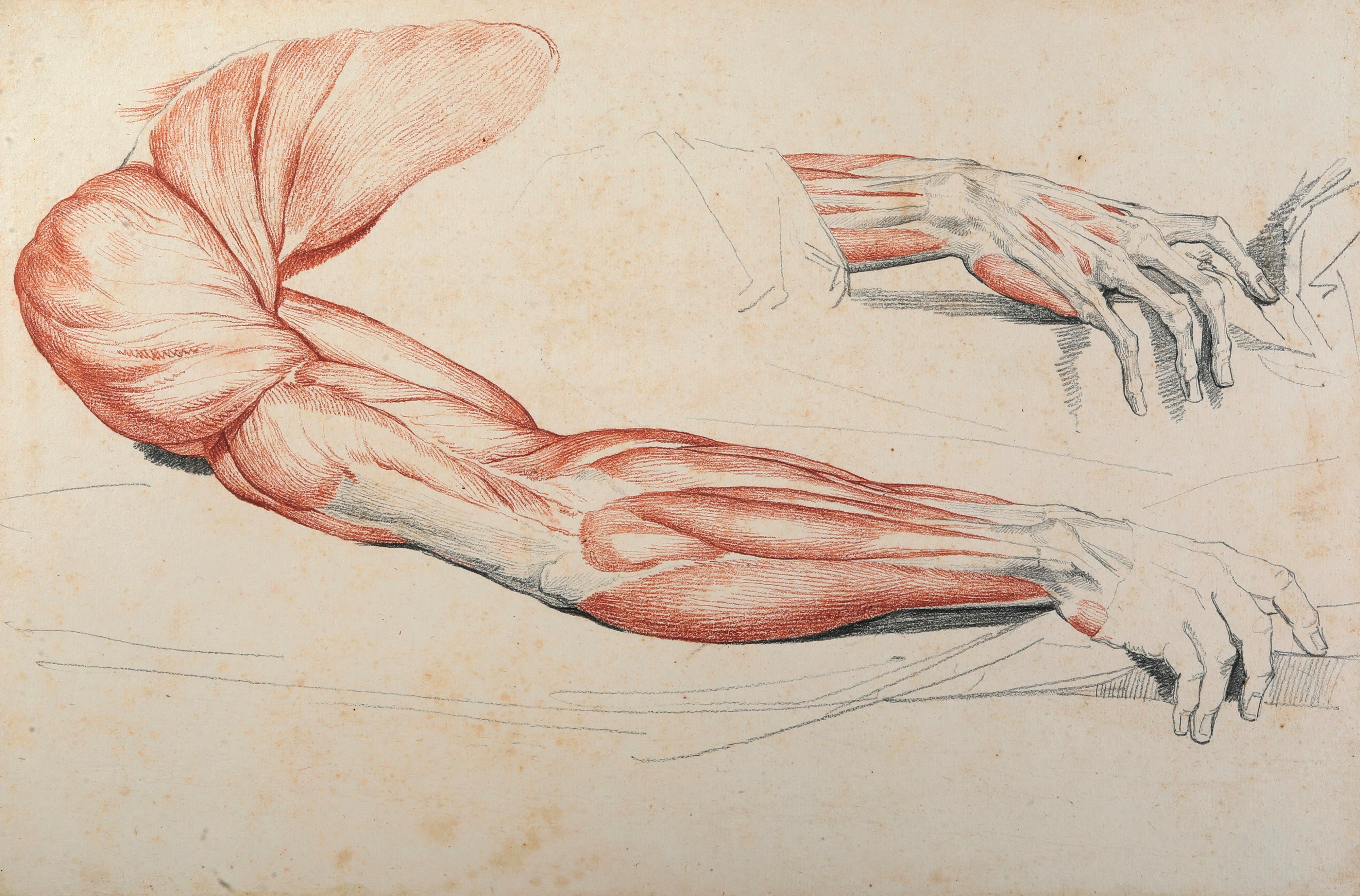 Vincenzo Camuccini - Studi di Anatomia dal Vero - Mano