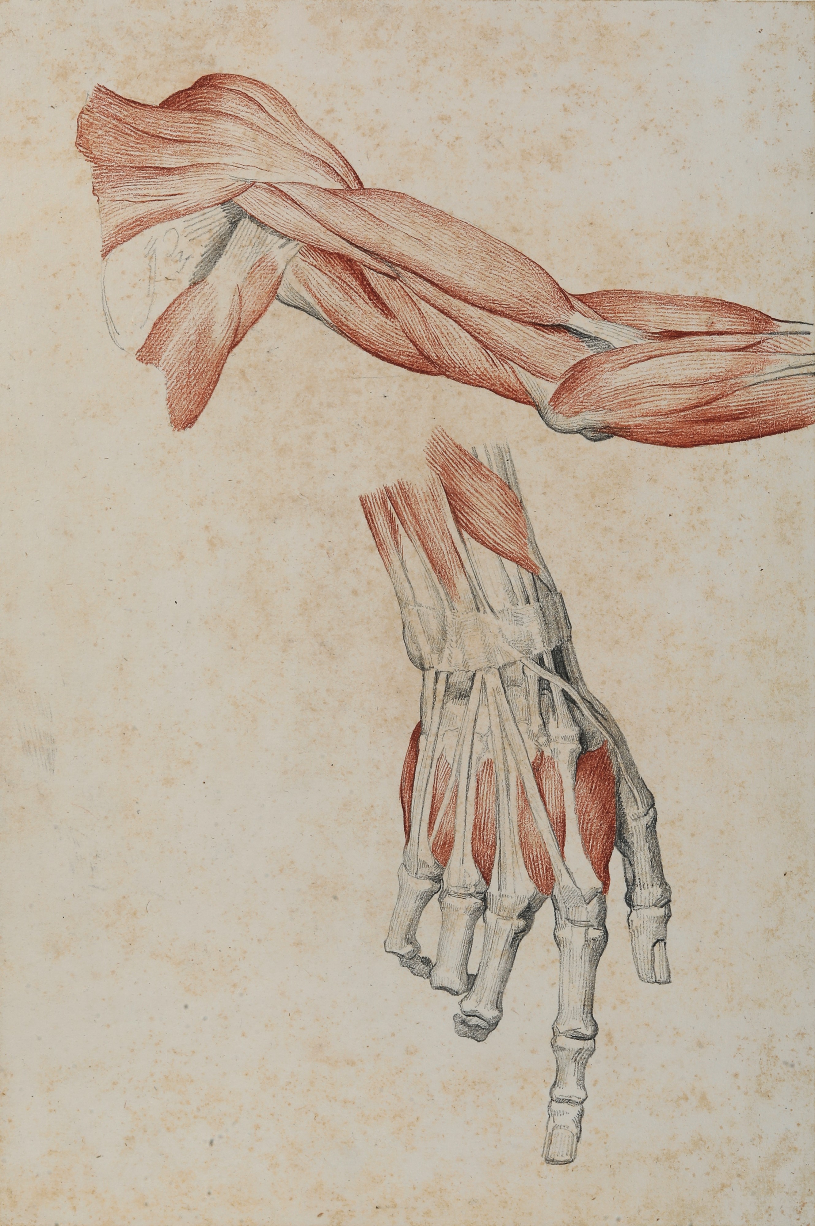 Vincenzo Camuccini - Studi di Anatomia dal Vero - Mano