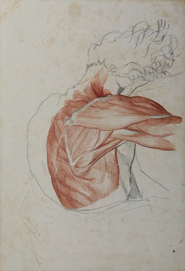 Vincenzo Camuccini - Studi di anatomia dal vero - torso