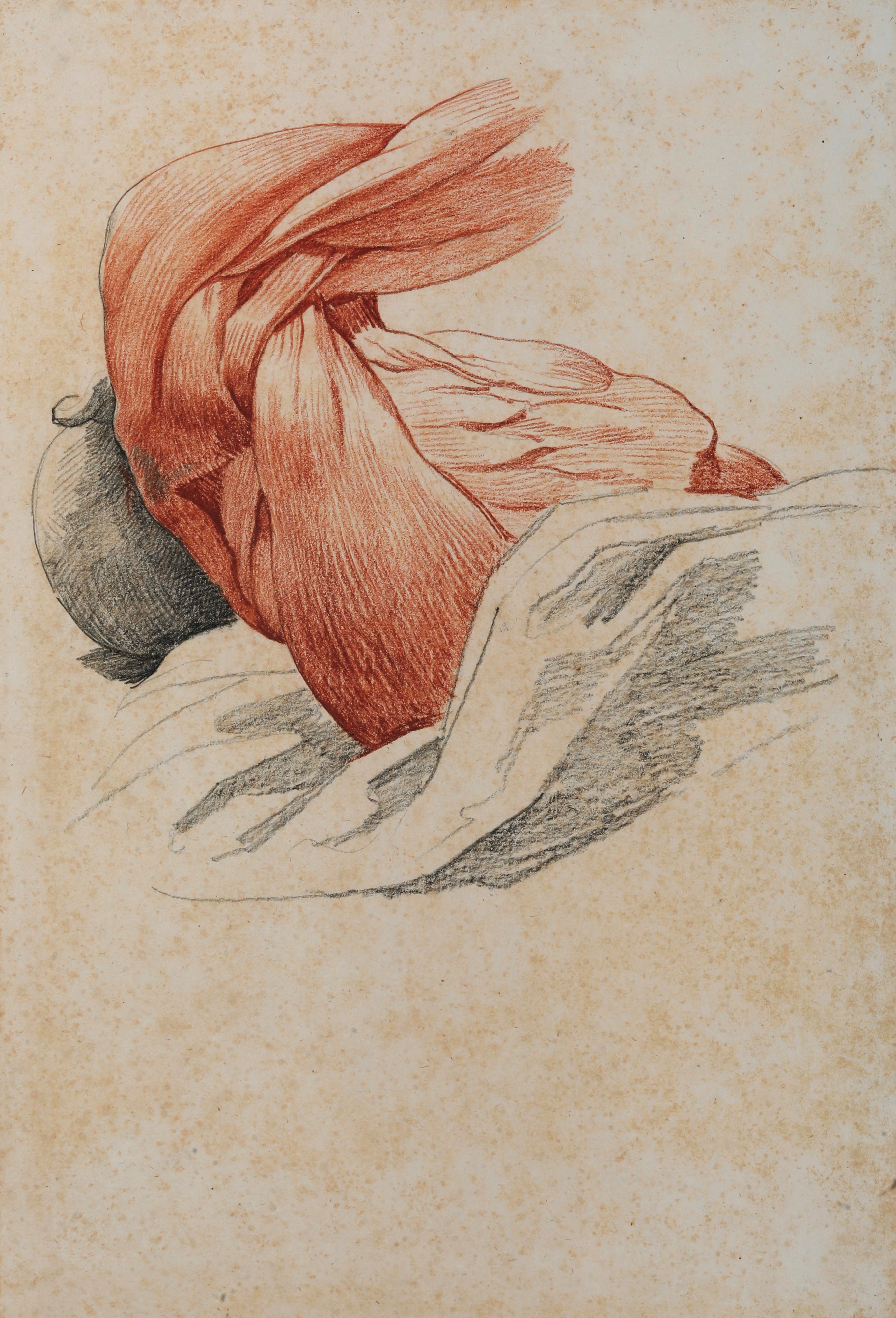 Vincenzo Camuccini - Studi di Anatomia dal Vero - Torso