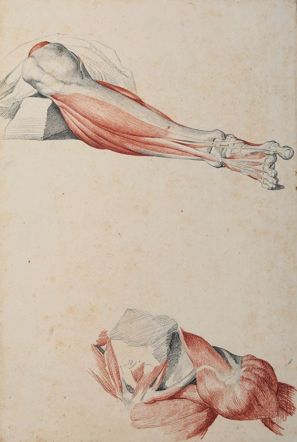 Vincenzo Camuccini - Studi di anatomia dal vero - articolazione