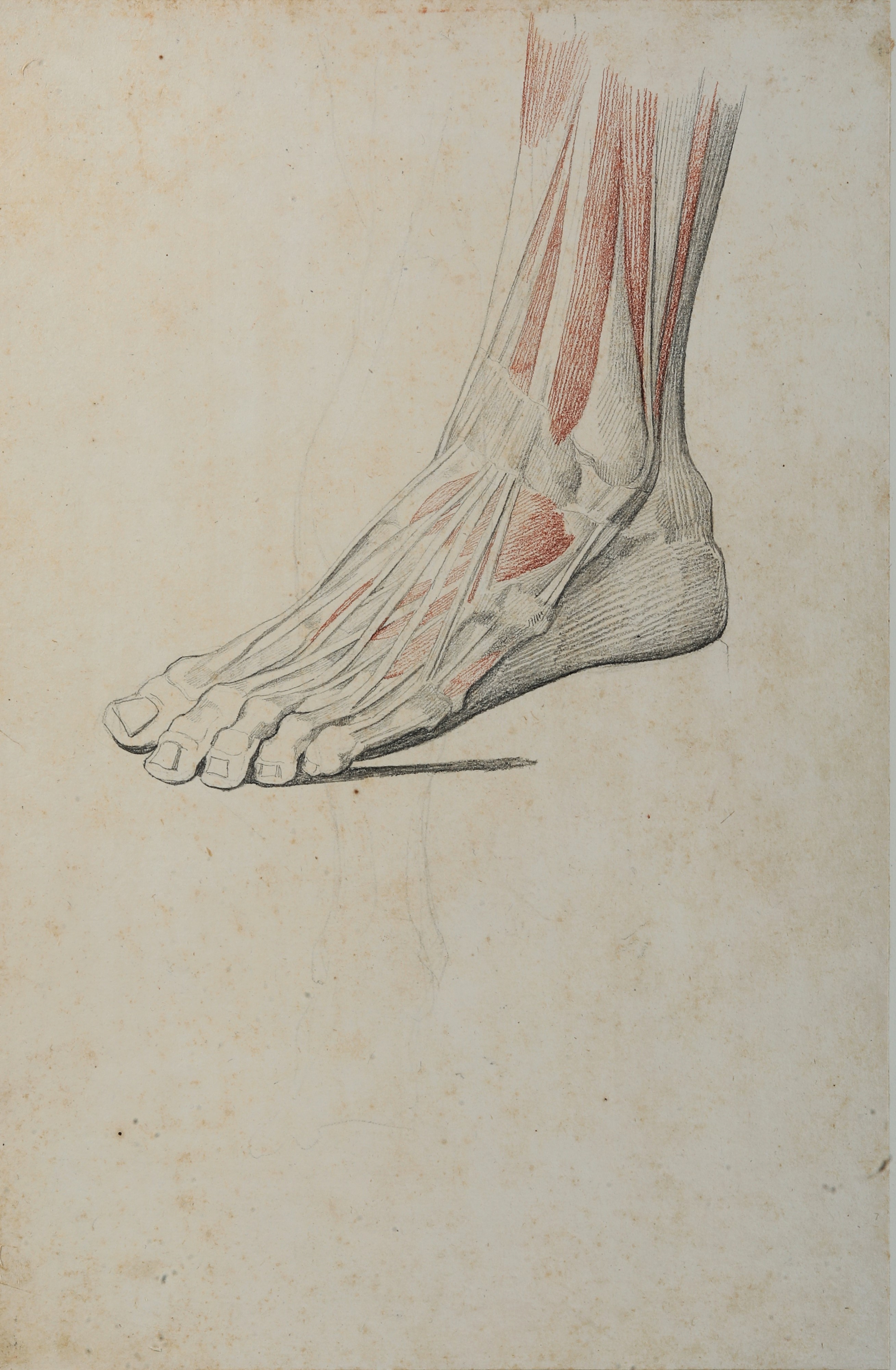 Vincenzo Camuccini - Studi di Anatomia dal Vero - Piede