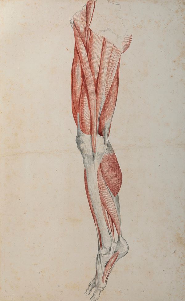 Vincenzo Camuccini - Studi di anatomia dal vero - gamba