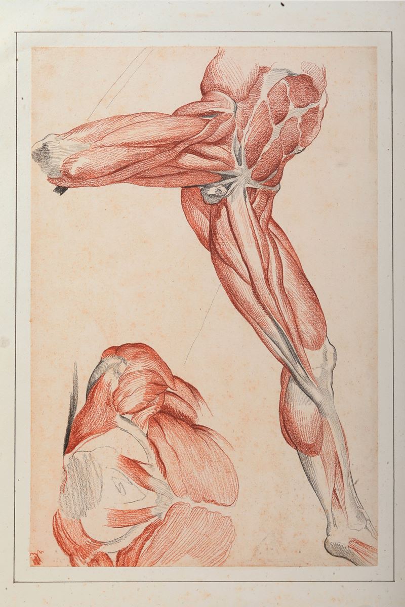 Vincenzo Camuccini : Studio di anatomia dal vero - torso e arti inferiori  - matita nera e rossa su carta - Asta Dipinti Antichi - I - Cambi Casa d'Aste