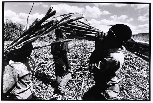 Repubblica Dominicana, Raccolta della canna da zucchero