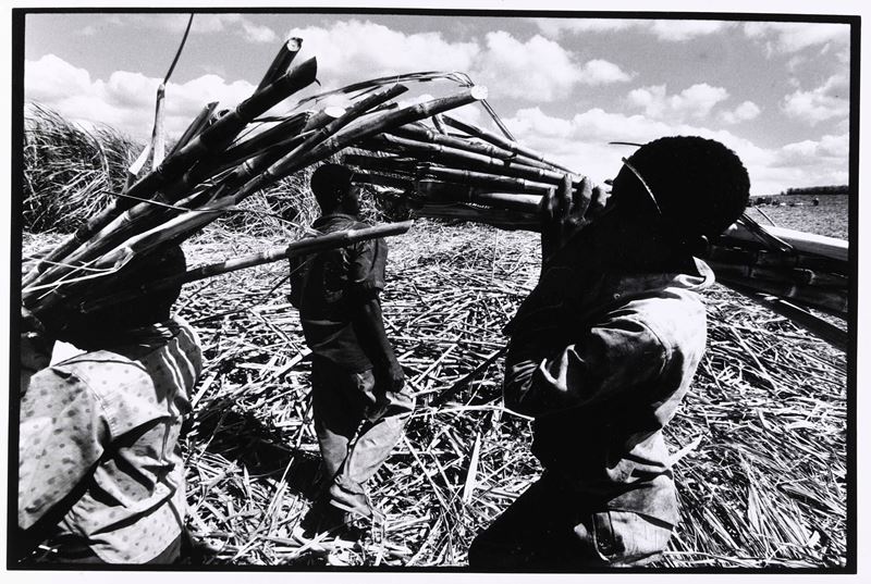 Repubblica Dominicana, Raccolta della canna da zucchero